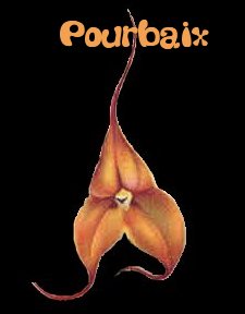 L'orchid&eacute;e des Pourbaix,  un nouveau symbole de la famille